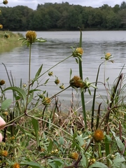 Bidens