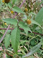 Bidens