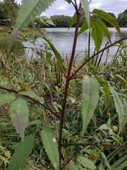 Bidens