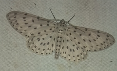 Antipercnia belluaria