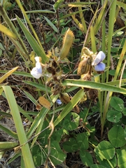 Crotalaria sessiliflora