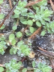 Illecebrum verticillatum