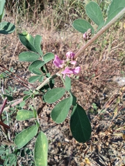 Indigofera tinctoria