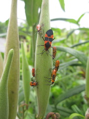 Oncopeltus fasciatus