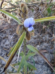 Crotalaria sessiliflora