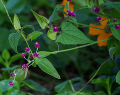 Alternanthera porrigens
