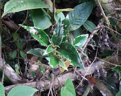 Gesnerieae