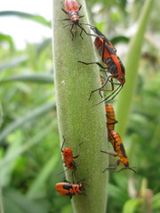 Oncopeltus fasciatus