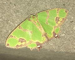 Agathia hemithearia