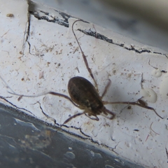 Oligolophus hanseni