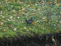 Gallinula chloropus