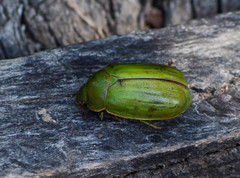 Platycoelia marginata