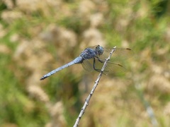 Orthetrum chrysostigma
