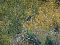 Corvus cornix
