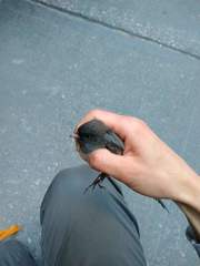 Junco hyemalis