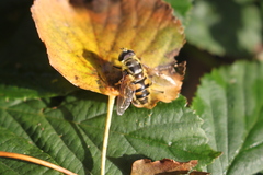 Myathropa florea