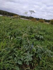 Heracleum sphondylium