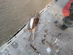 Zonotrichia albicollis