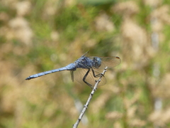 Orthetrum chrysostigma