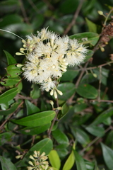 Syzygium zeylanicum