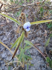 Crotalaria sessiliflora