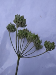 Heracleum sphondylium