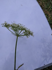Heracleum sphondylium