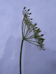 Heracleum sphondylium