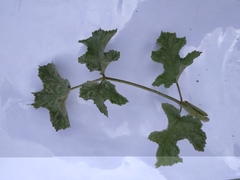 Heracleum sphondylium
