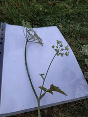 Heracleum sphondylium