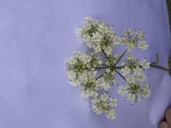 Heracleum sphondylium