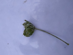 Heracleum sphondylium