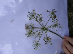 Heracleum sphondylium
