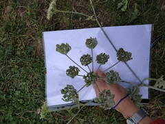 Heracleum sphondylium