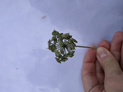 Heracleum sphondylium