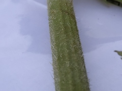 Heracleum sphondylium