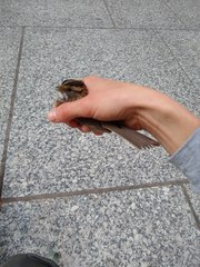 Zonotrichia albicollis