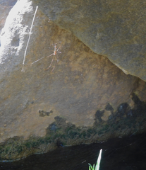 Tetragnatha elongata