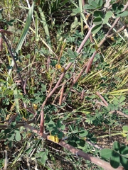 Indigofera tinctoria