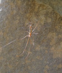 Tetragnatha elongata
