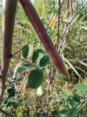 Indigofera tinctoria