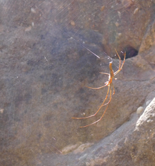 Tetragnatha elongata