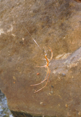 Tetragnatha elongata