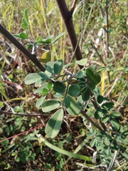 Indigofera tinctoria