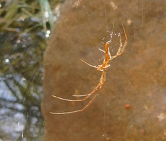 Tetragnatha elongata