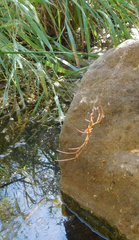 Tetragnatha elongata