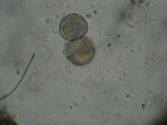Chytridiomycota