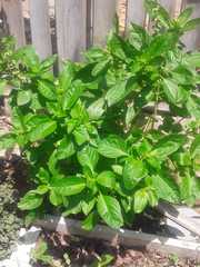 Ocimum basilicum