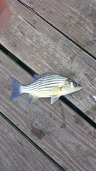 Morone mississippiensis