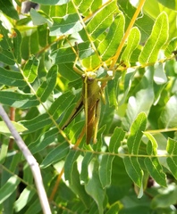 Schistocerca alutacea